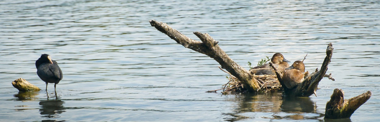 Gewinnung von Daunen Entennester