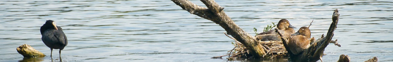 Gewinnung von Daunen Entennester