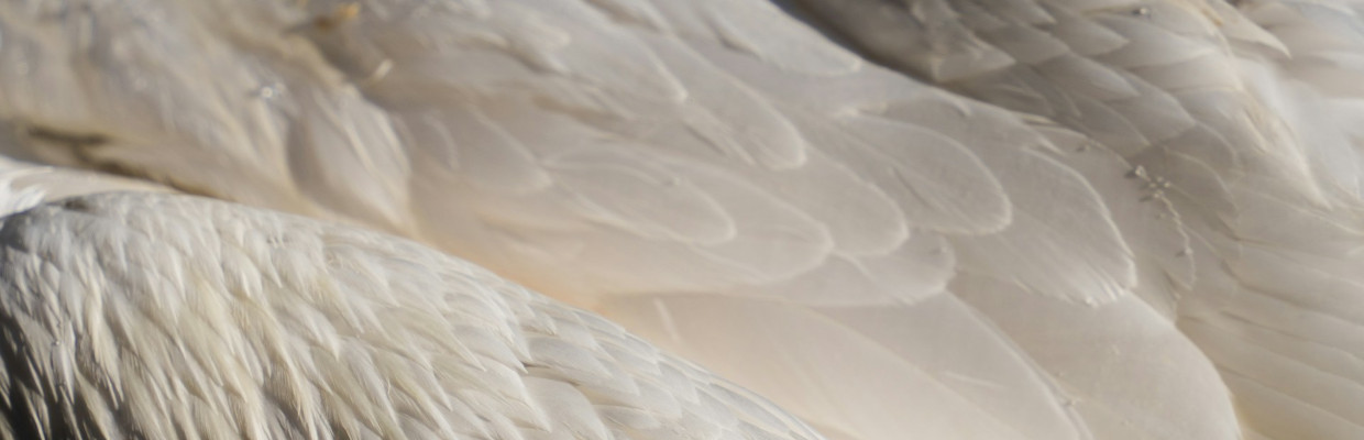 Eigenschaften und Verwendung von Daunen Weißes Federkleid