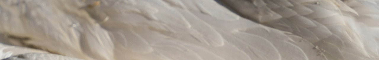 Eigenschaften und Verwendung von Daunen Weißes Federkleid