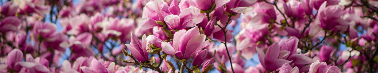 Frühlingdeko selbst machen Magnolienblüten
