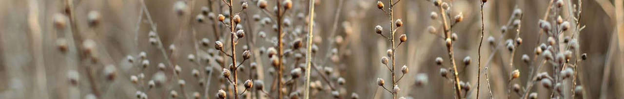 Flachs Flachspflanze im Frühling