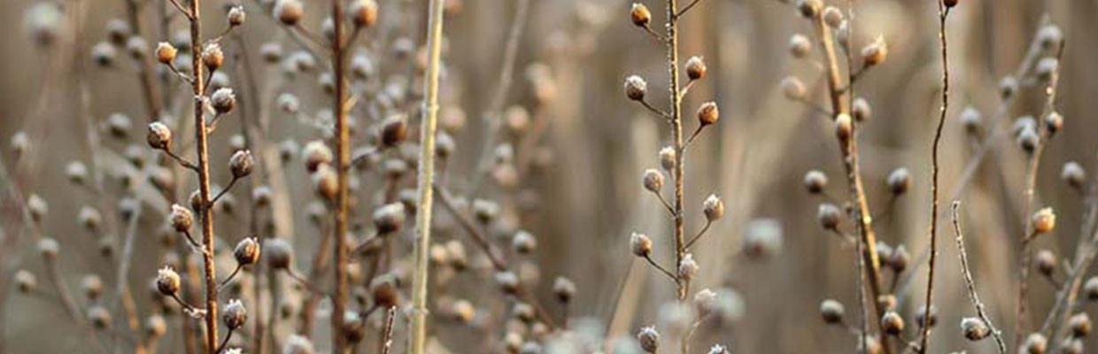 Flachs Flachspflanze im Frühling
