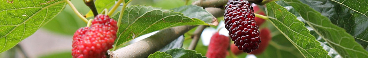 Maulbeeren und Seide Maulbeerbaum