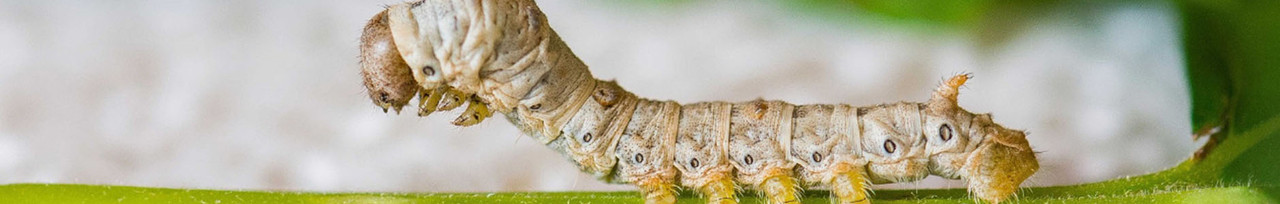 Herstellung von Seide Seidenspinnerraupe