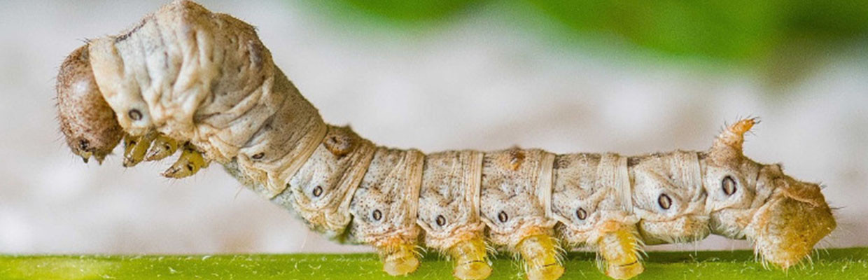 Herstellung von Seide Seidenspinnerraupe