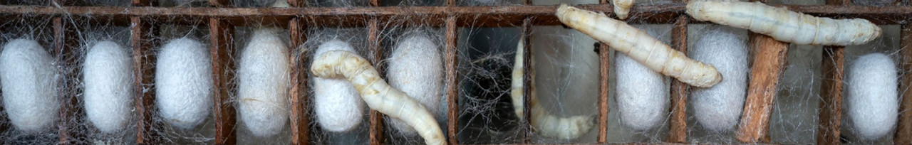Seidenspinner Puppen Verpuppung der Seidenraupe