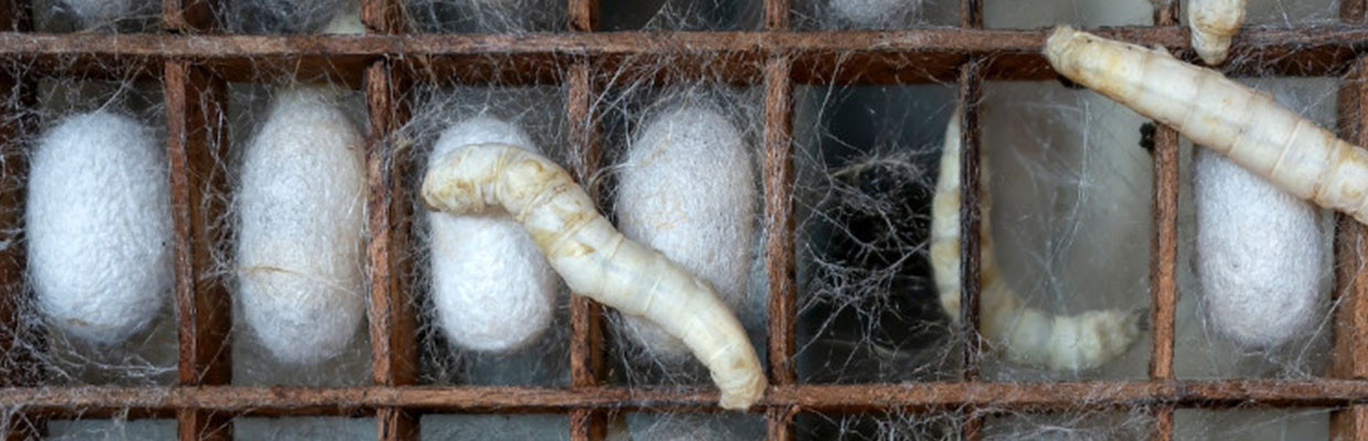 Seidenspinner Puppen Verpuppung der Seidenraupe